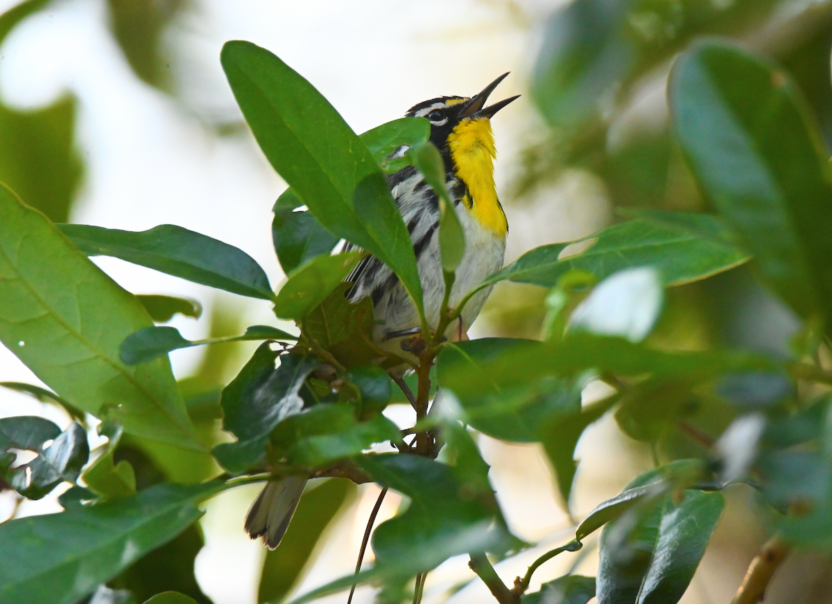 Yellow-throated Warbler - Heather Buttonow