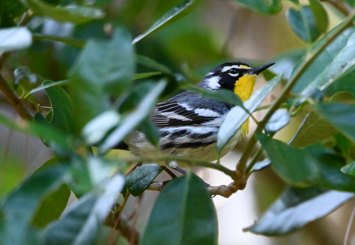 Yellow-throated Warbler - Heather Buttonow