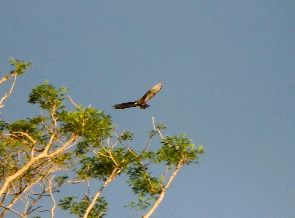 Zone-tailed Hawk - Edouard Paiva