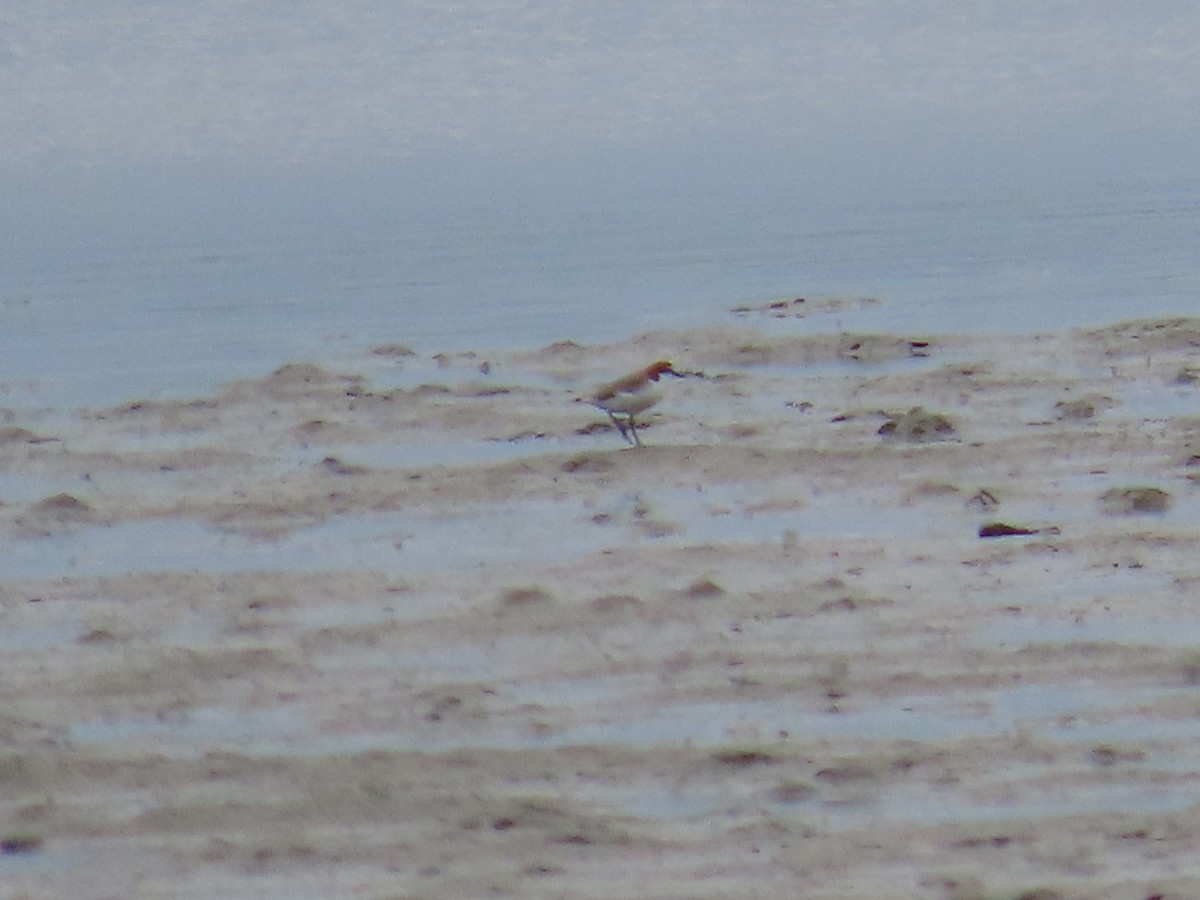 Red-capped Plover - Scott and Jenny Pascoe