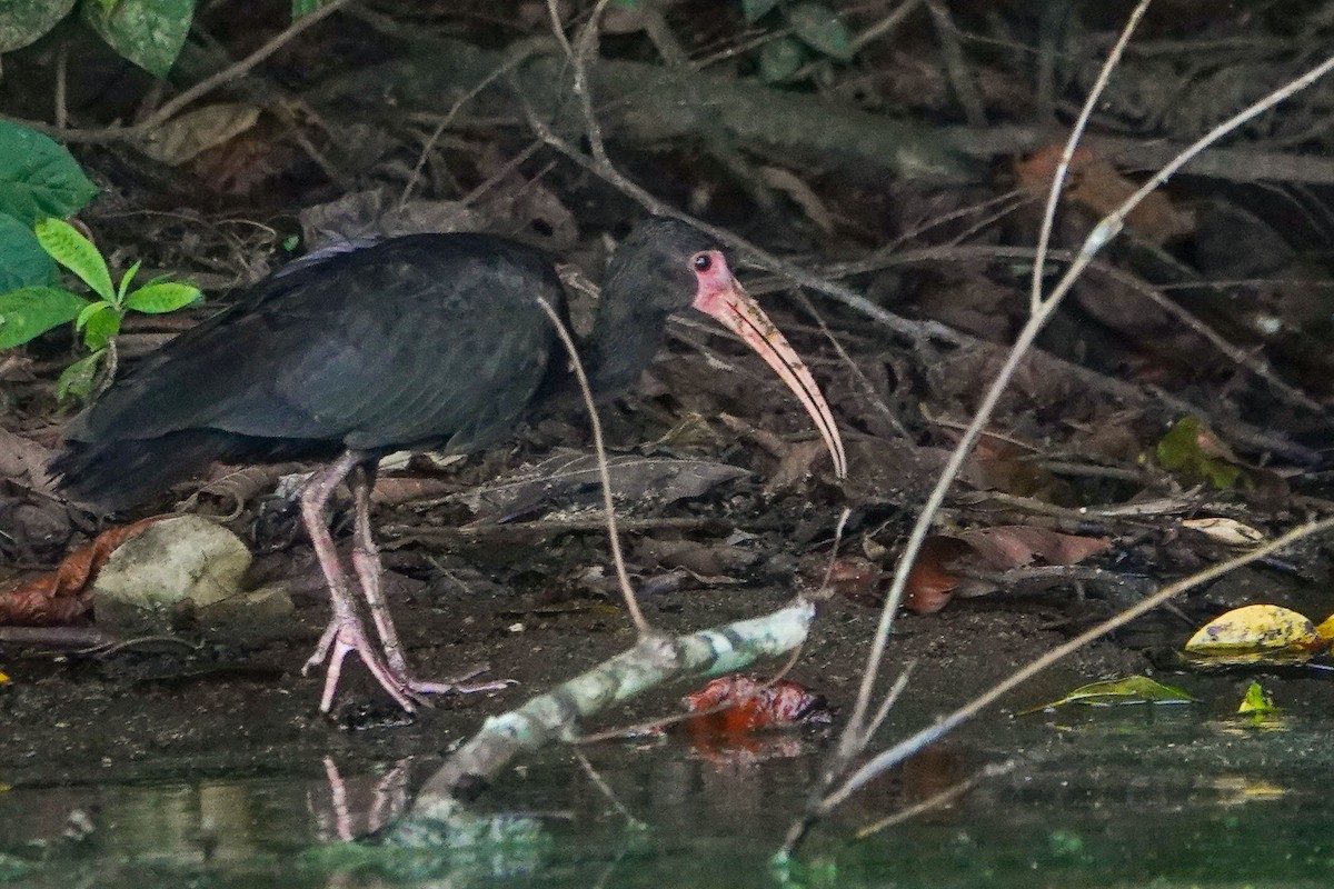 Bare-faced Ibis - Celesta von Chamier