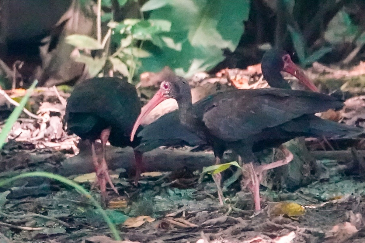 Bare-faced Ibis - Celesta von Chamier