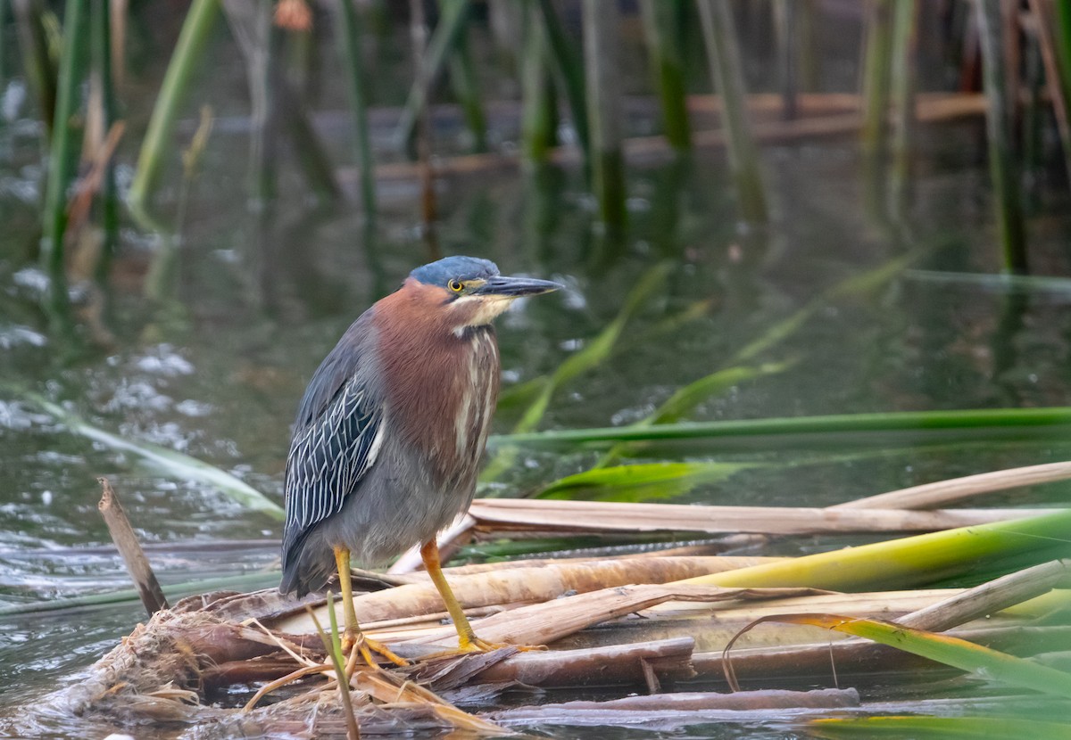 Green Heron - Manuel Duran