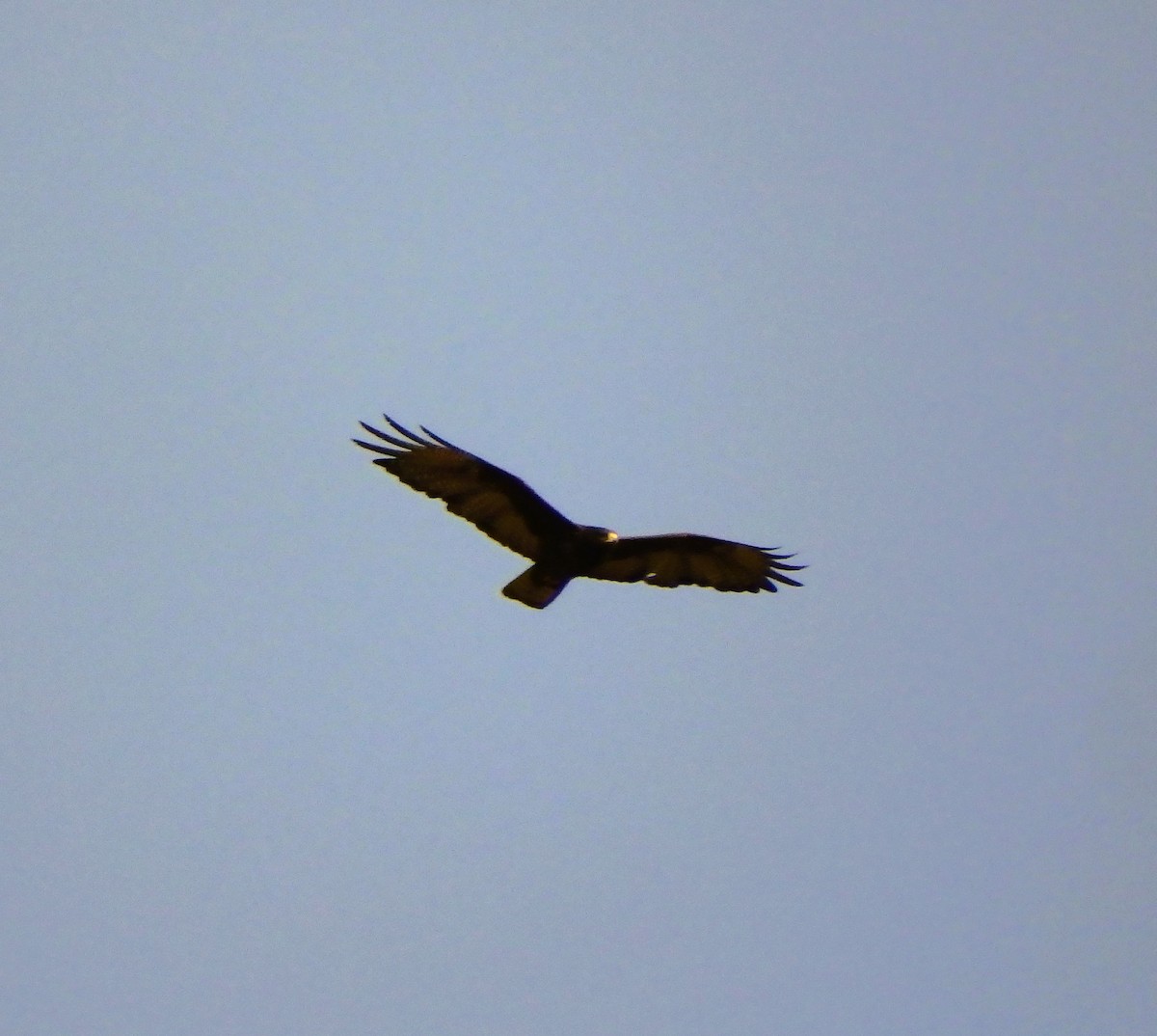 Zone-tailed Hawk - Edouard Paiva