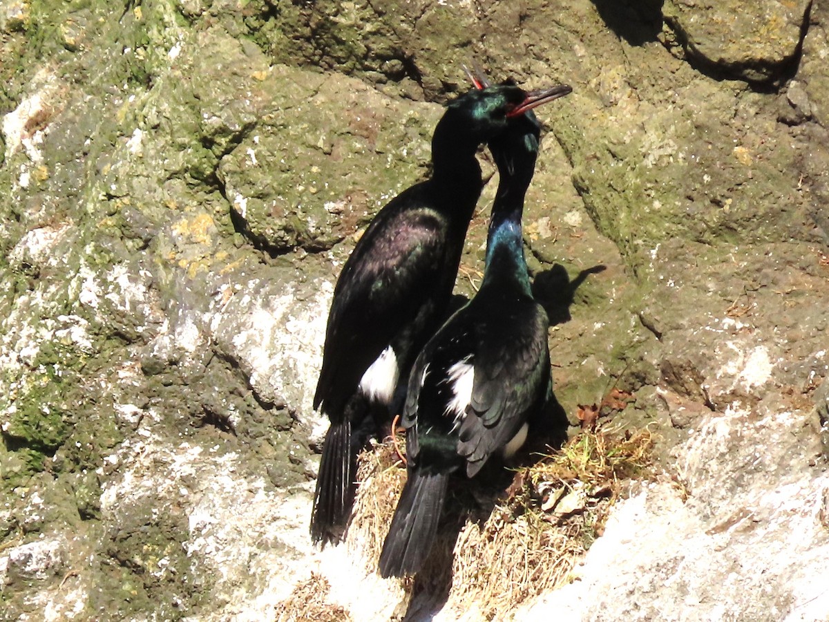 Pelagic Cormorant - Joan Baker