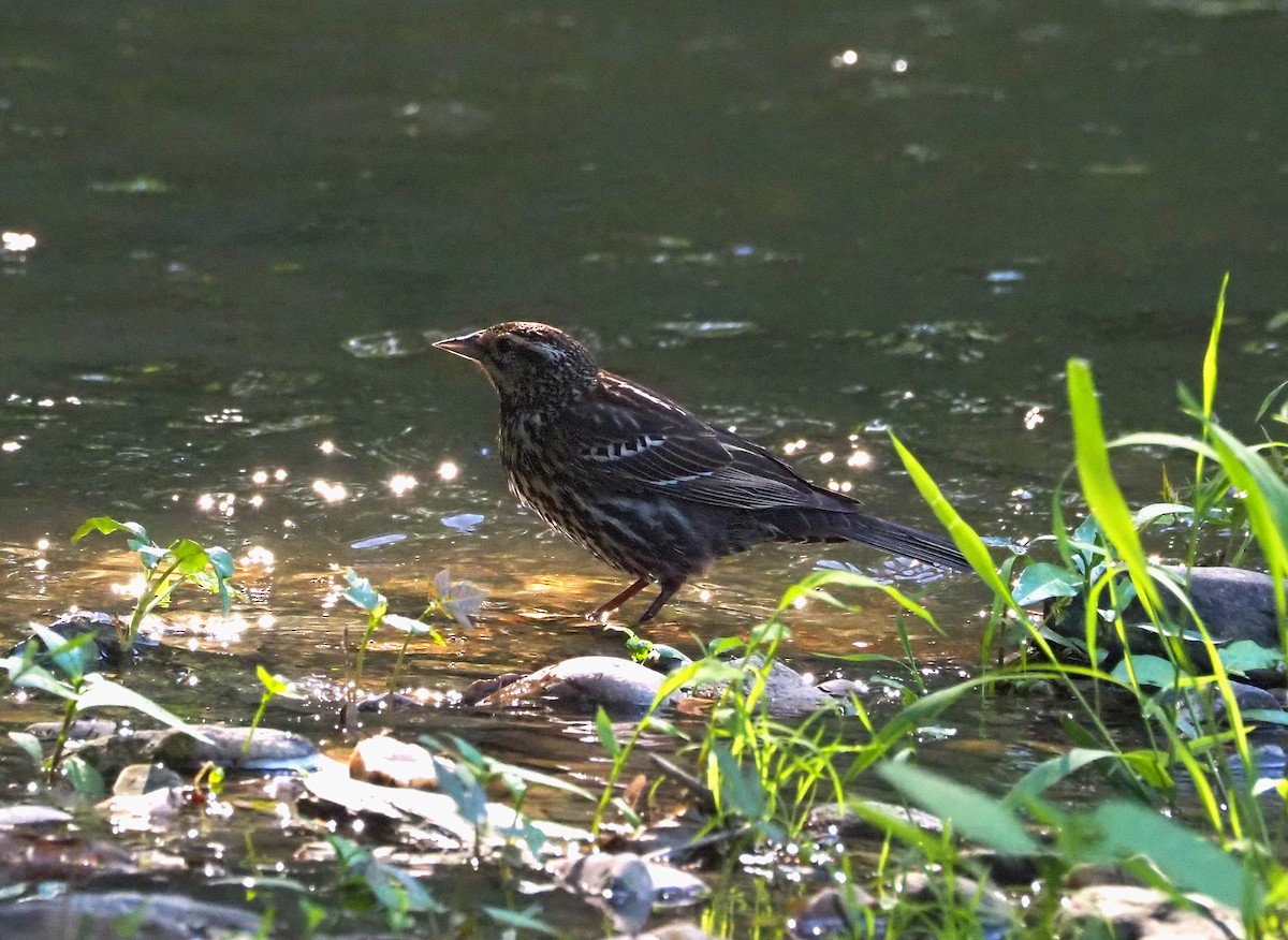 Red-winged Blackbird - Anthony Gehman