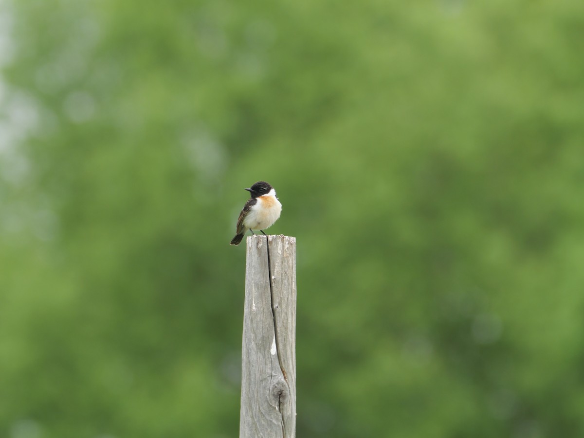 Amur Stonechat - としふみ しみず