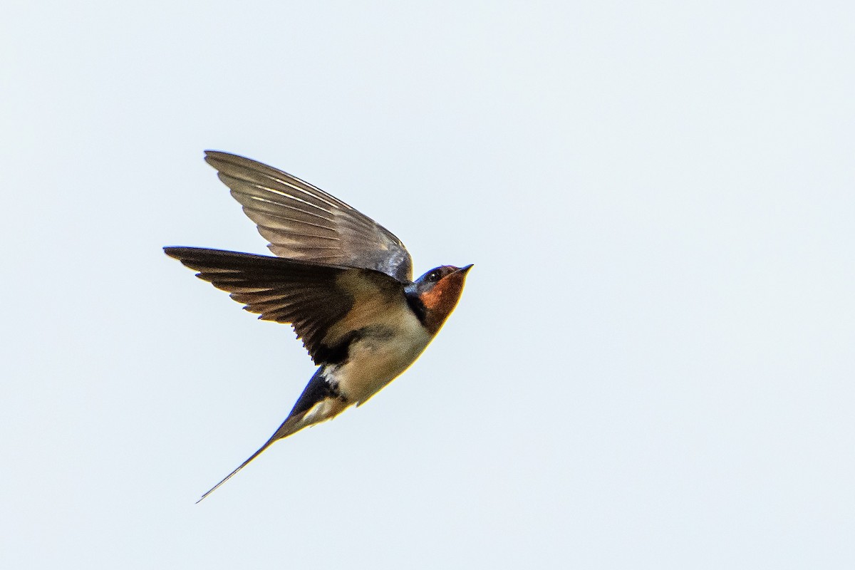 Barn Swallow - Naseem Reza