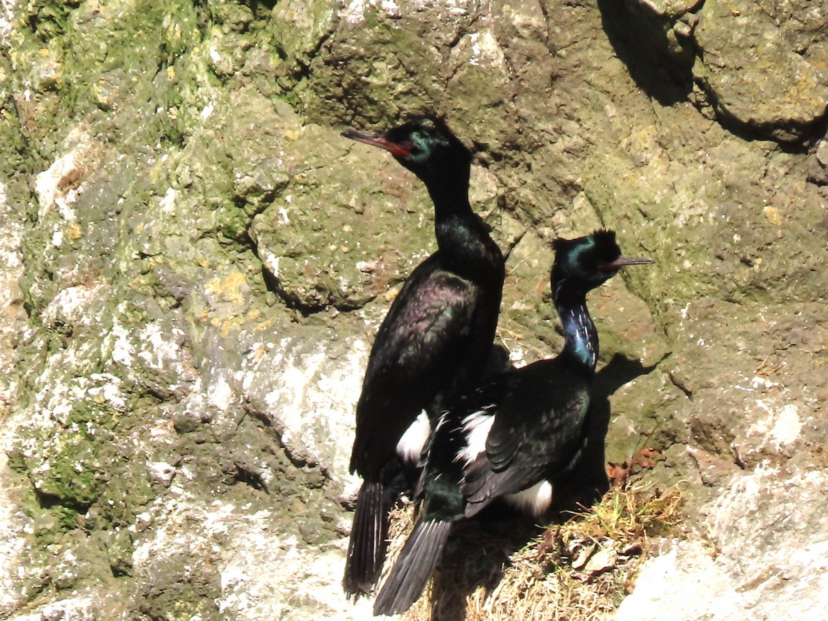 Pelagic Cormorant - Joan Baker