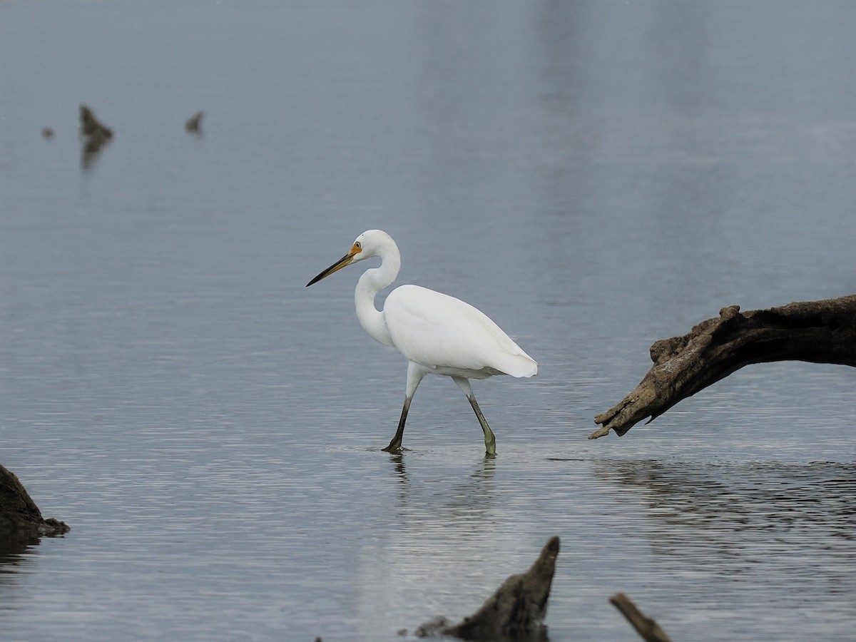 Little Egret - Len and Chris Ezzy