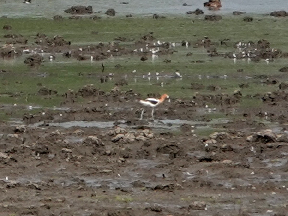 American Avocet - Norman Uyeda