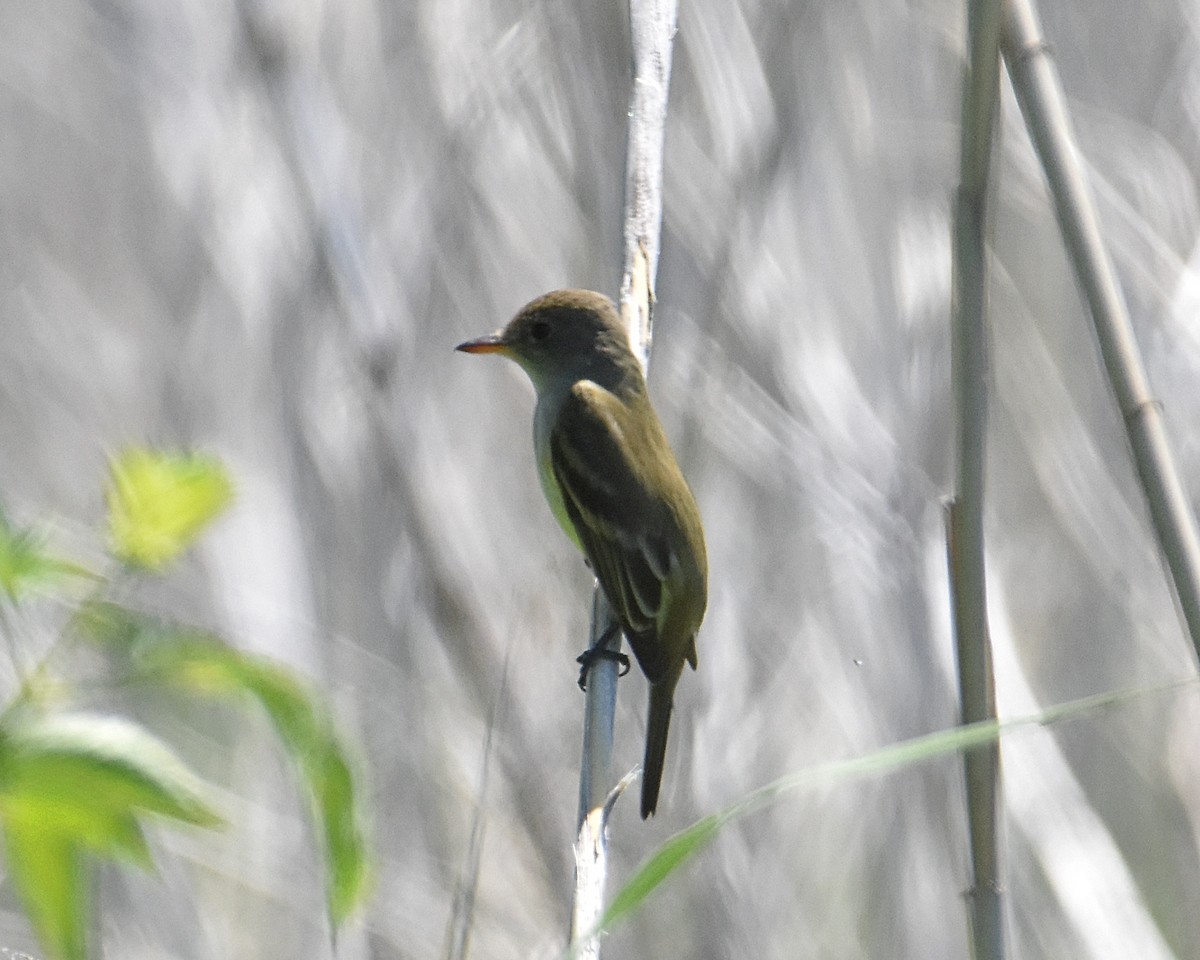 Willow Flycatcher - Brian Hicks