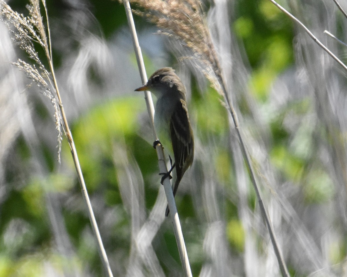 Willow Flycatcher - Brian Hicks