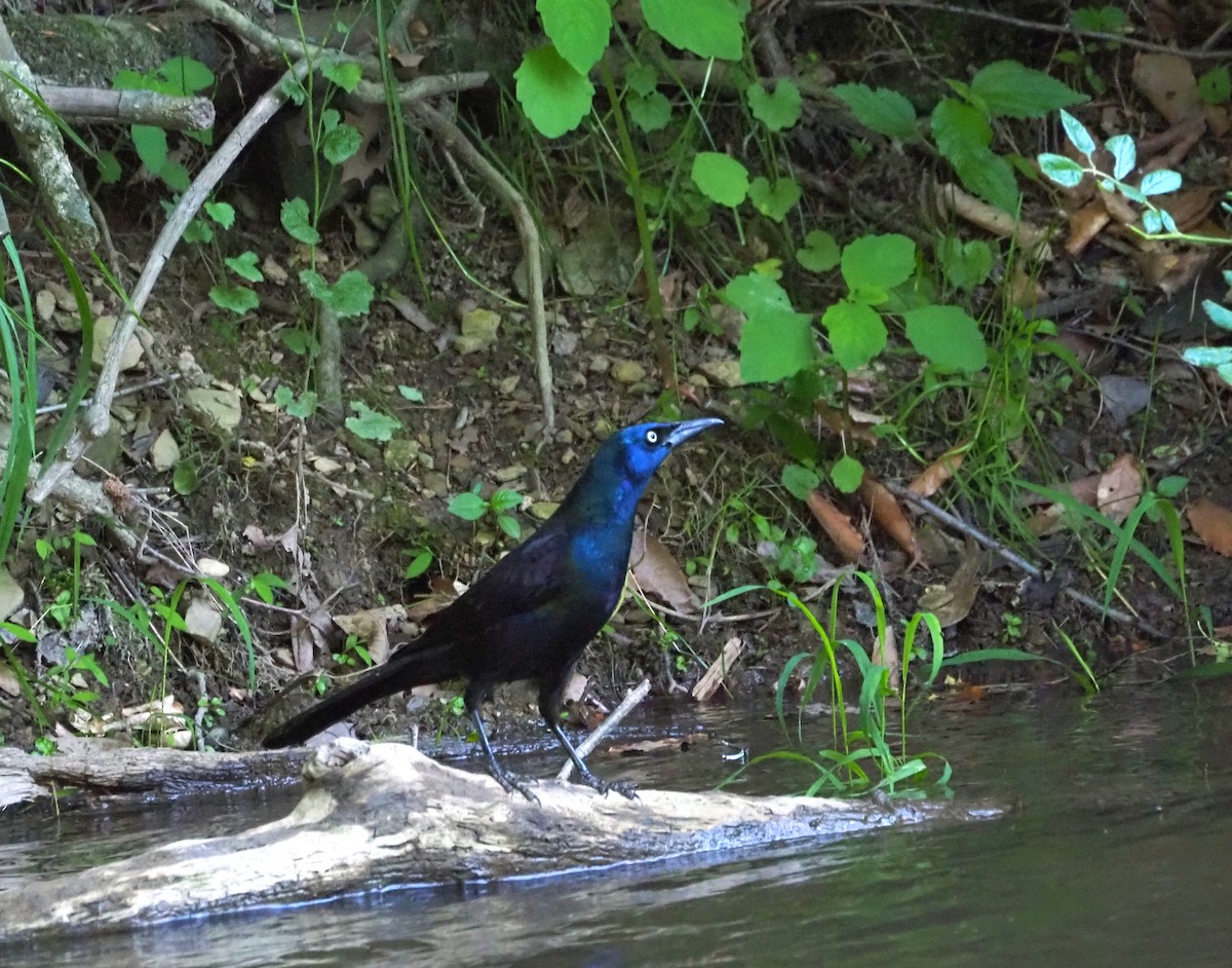 Common Grackle - Anthony Gehman