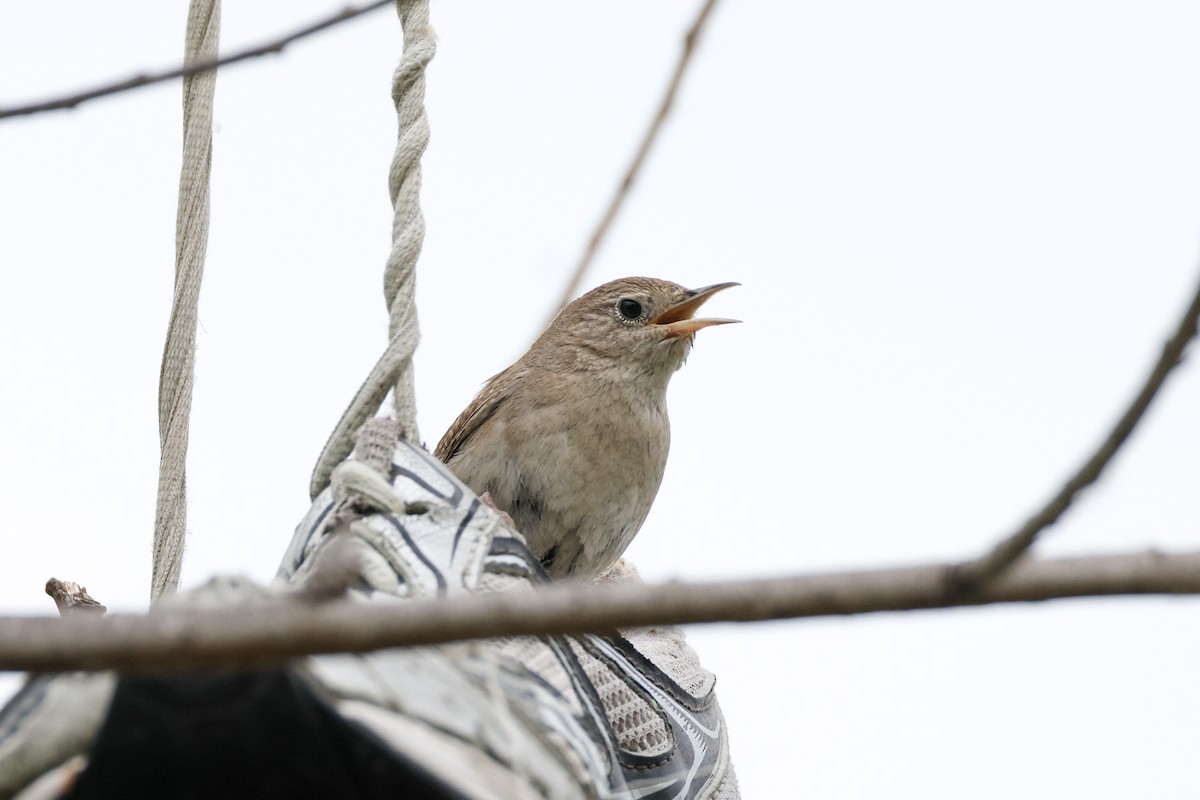 House Wren - Becca Cockrum