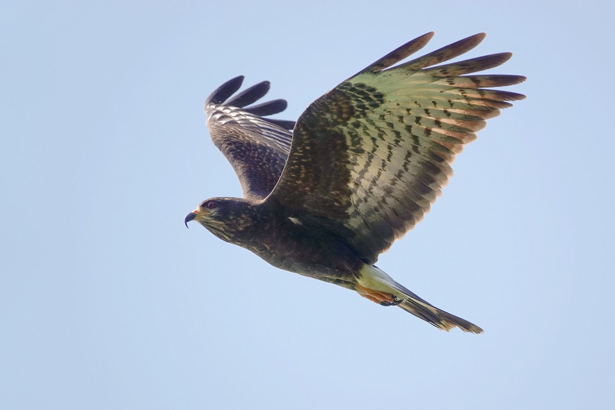 Snail Kite - Celesta von Chamier