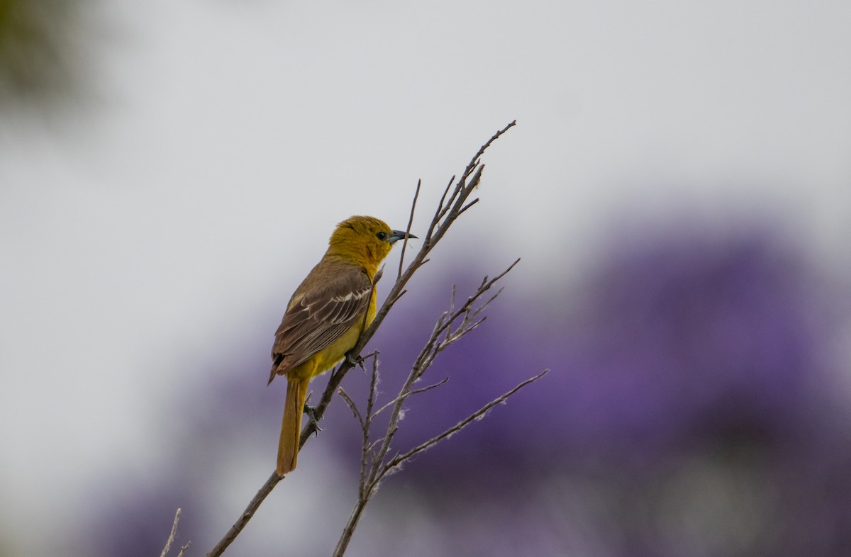 Hooded Oriole - Manuel Duran