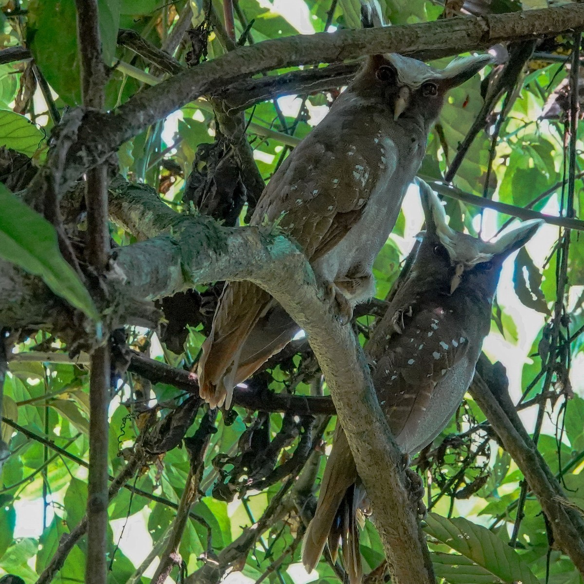 Crested Owl - Celesta von Chamier