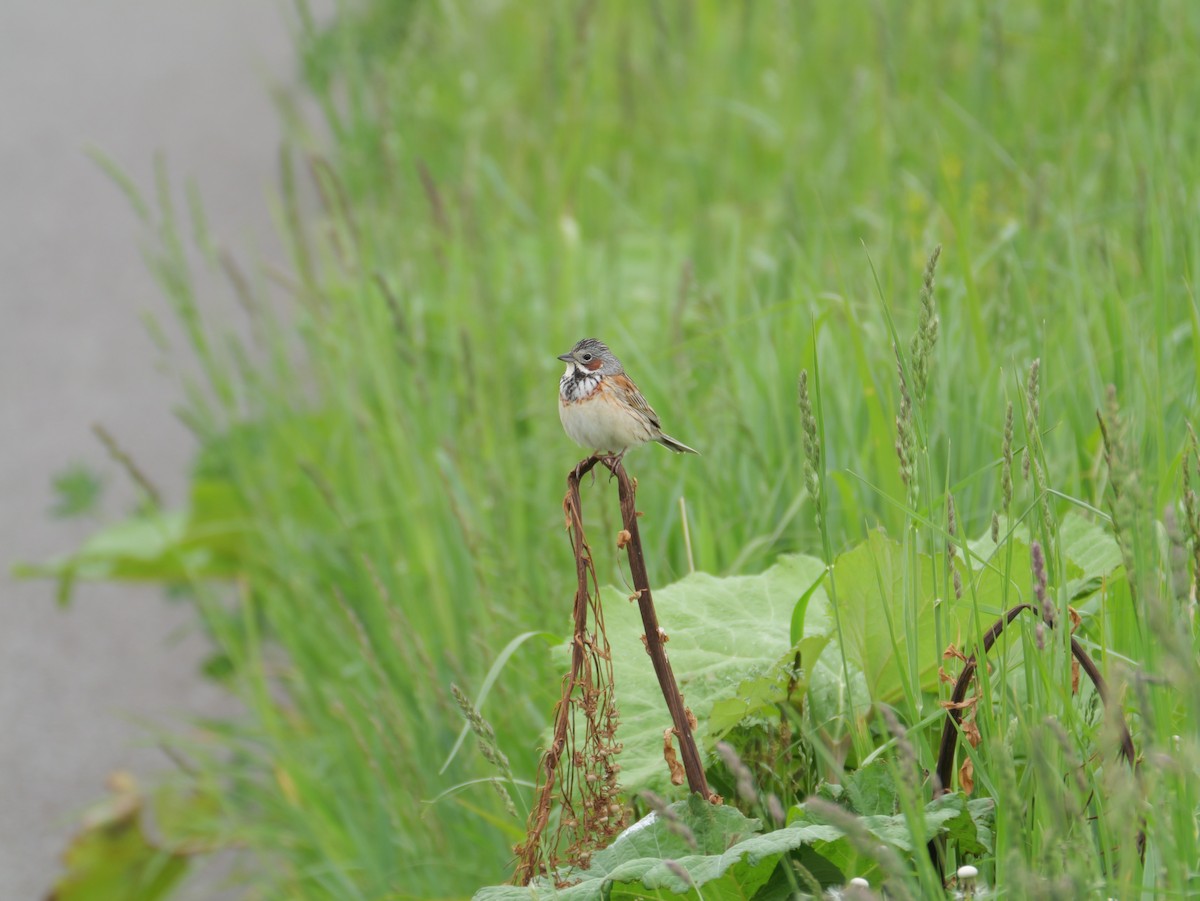 Chestnut-eared Bunting - ML619550605