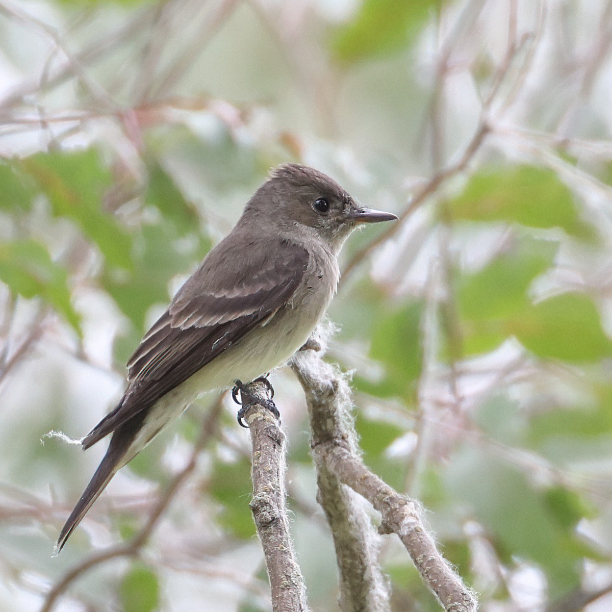 Western Wood-Pewee - Becca Cockrum