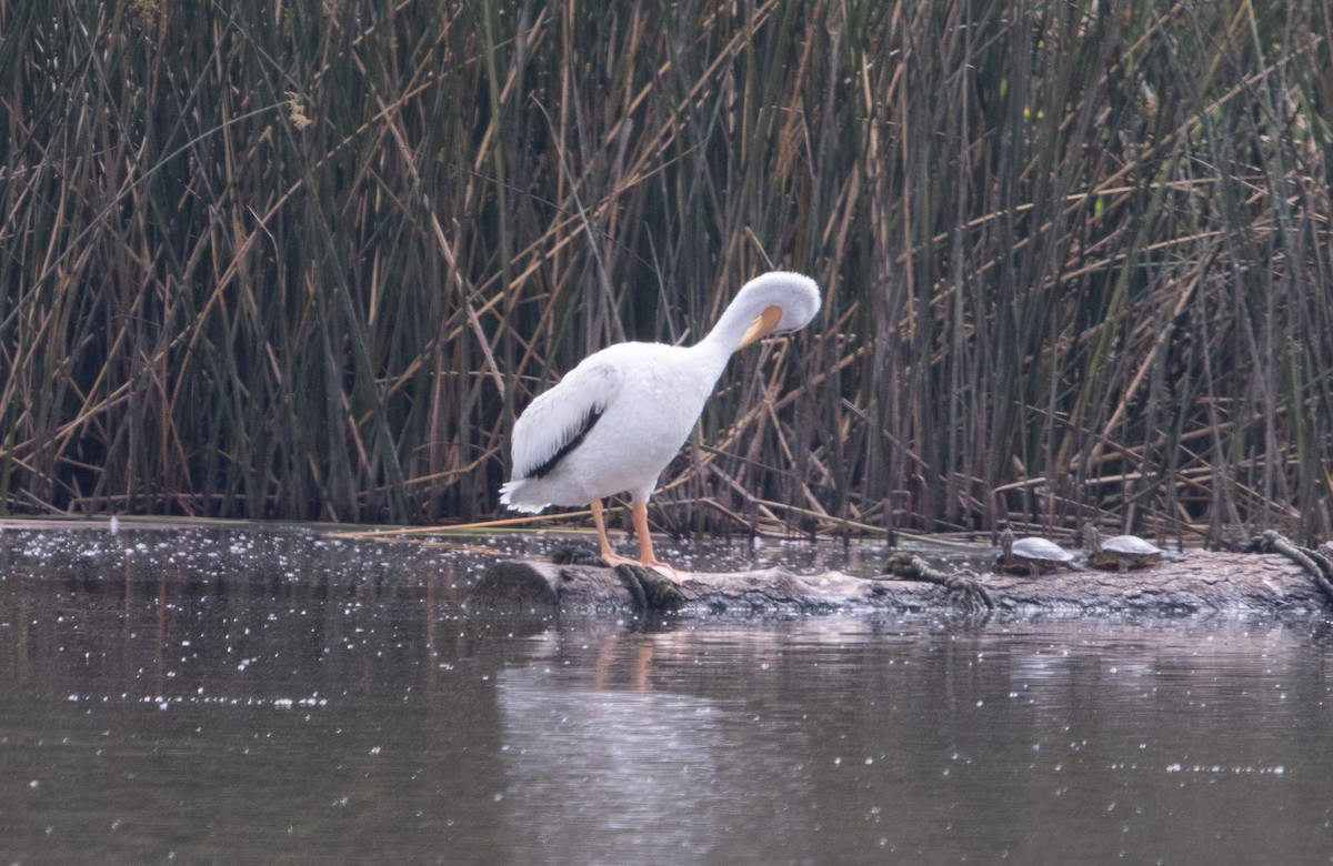 American White Pelican - Manuel Duran