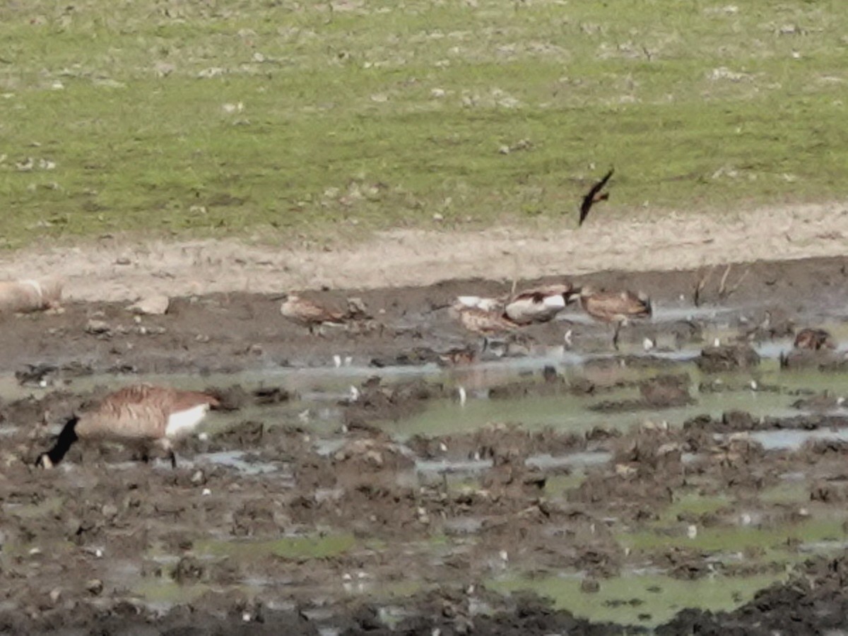 Whimbrel - Norman Uyeda