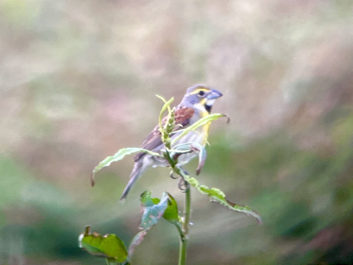 Dickcissel d'Amérique - ML619550629