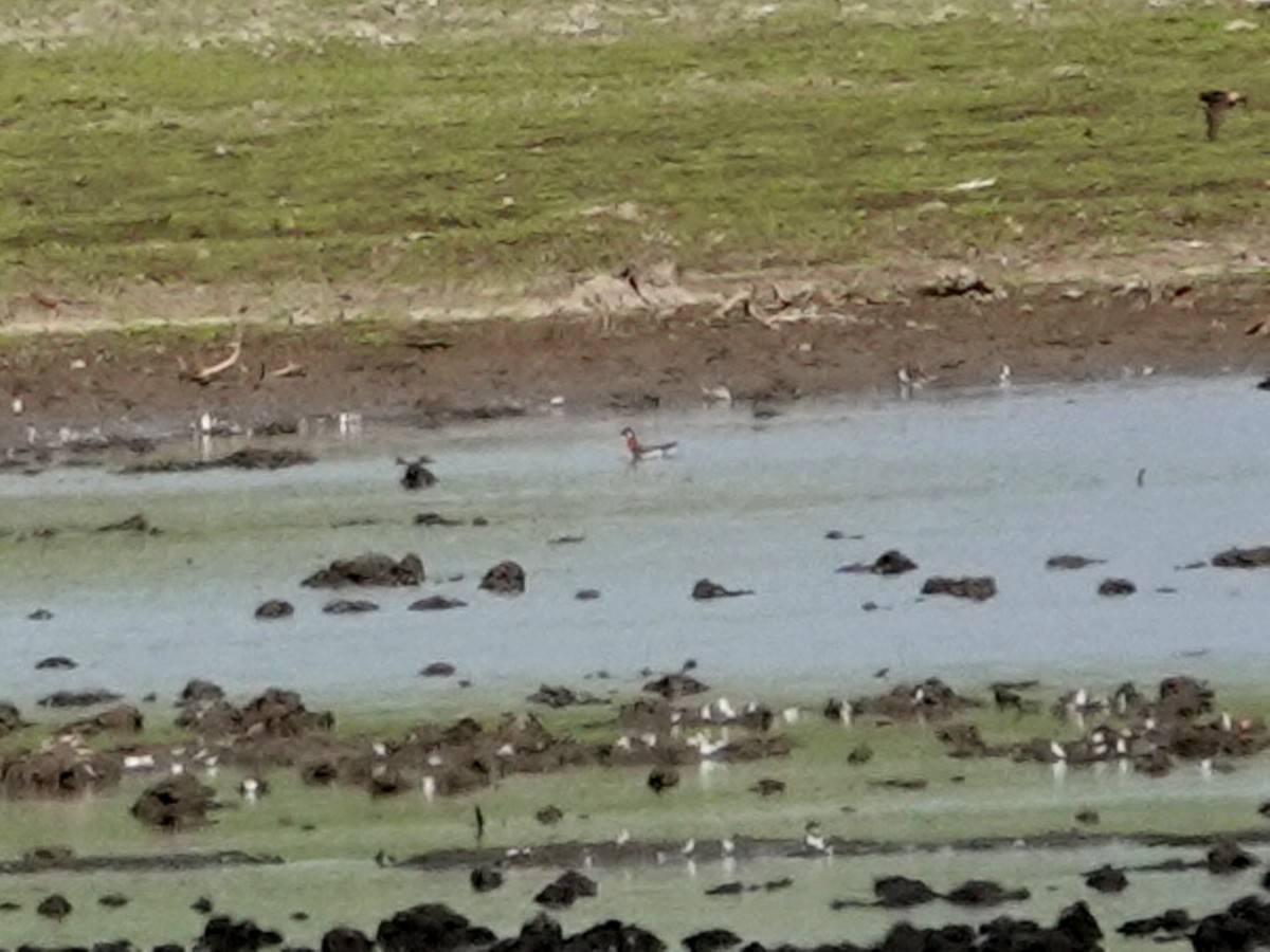 Wilson's Phalarope - Norman Uyeda