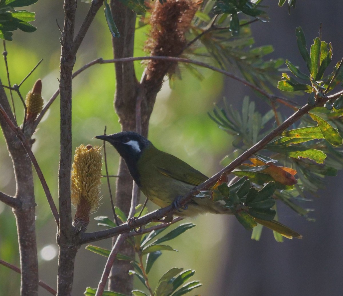 White-eared Honeyeater - Ian Gibson