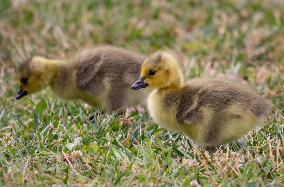 Canada Goose - Manuel Duran