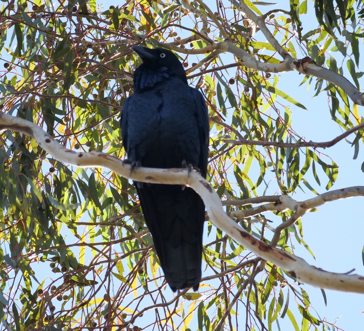Australian Raven - Ian Gibson