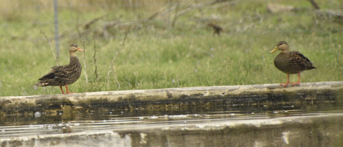 Mottled Duck - Ailes and Dodson