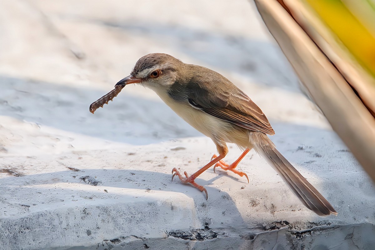 Plain Prinia - Chris Chafer