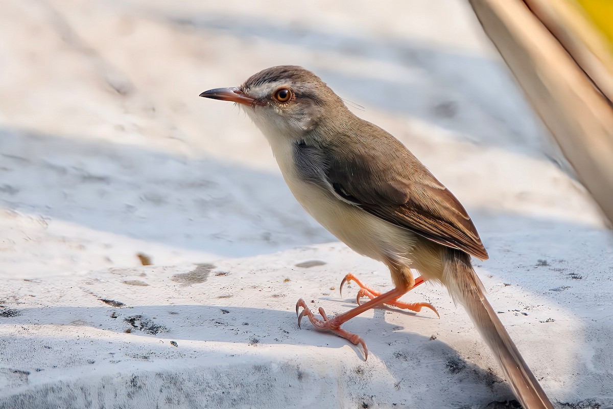 Plain Prinia - Chris Chafer