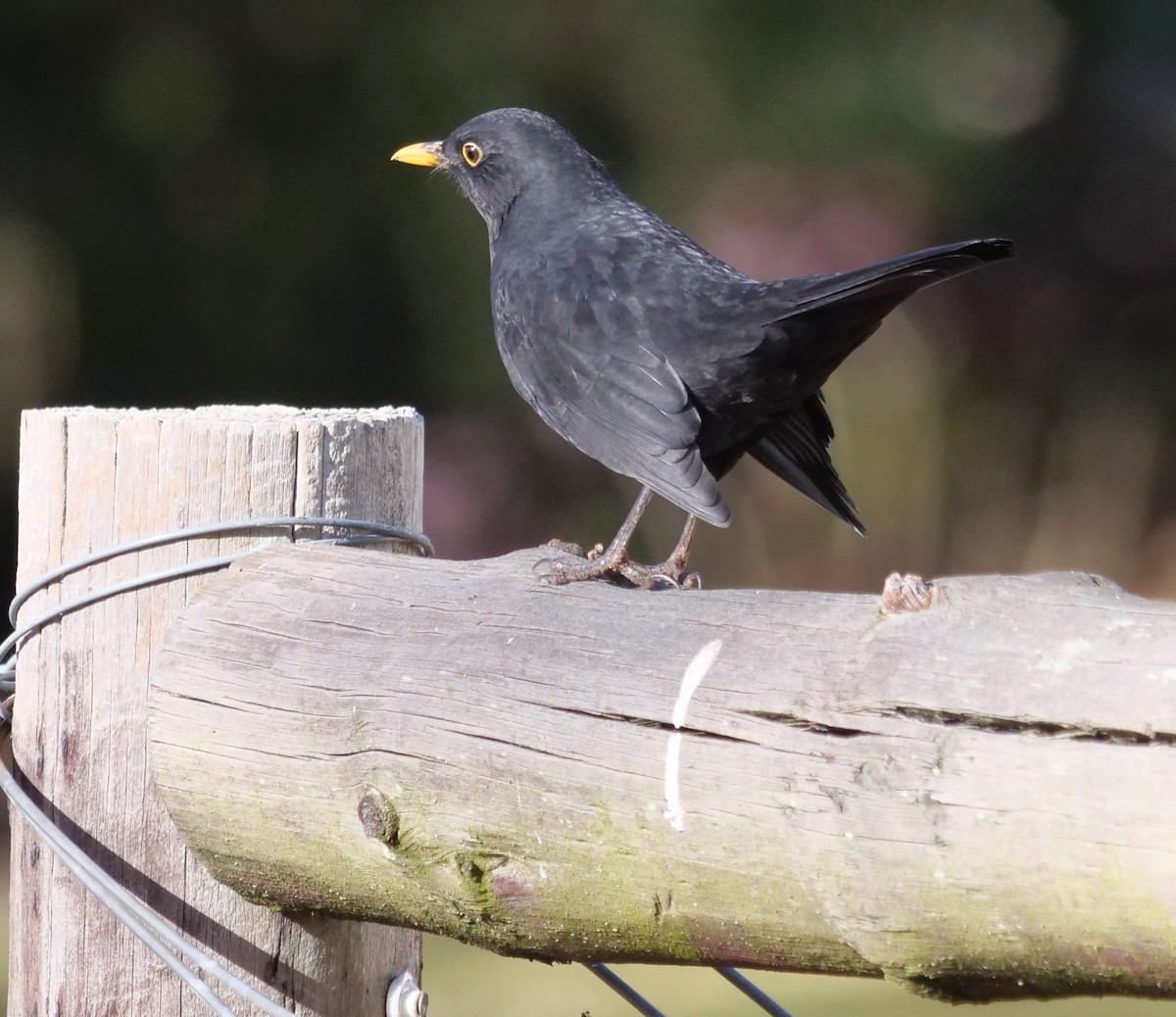 Eurasian Blackbird - Ian Gibson