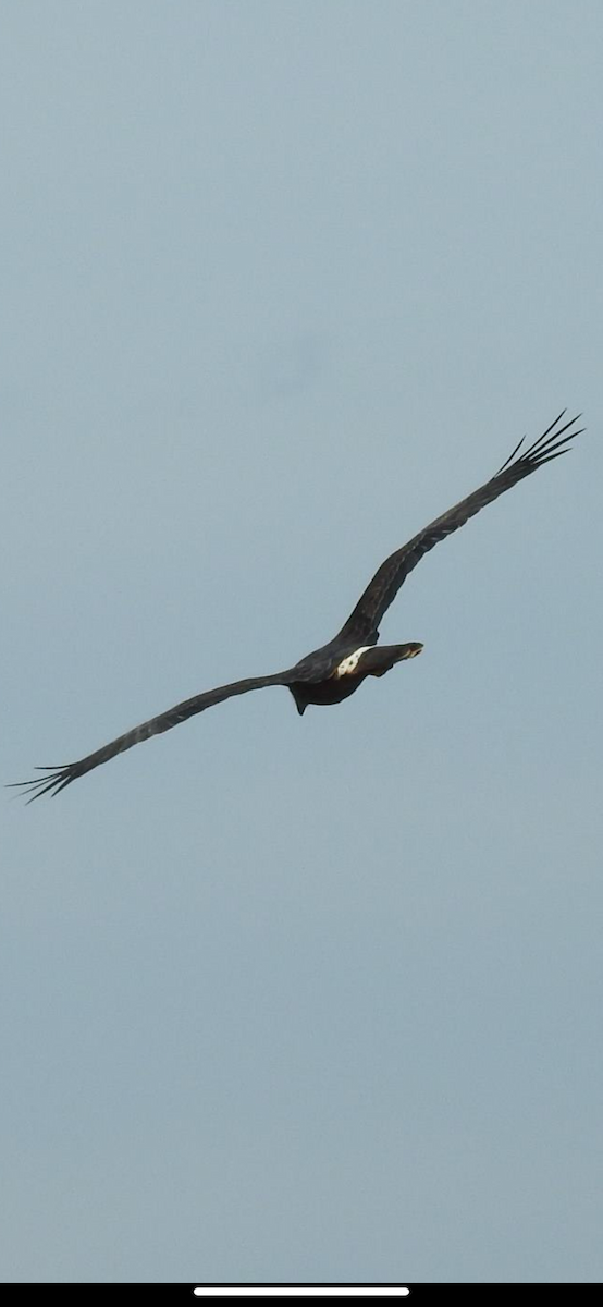 Swamp Harrier - Ana de Joux