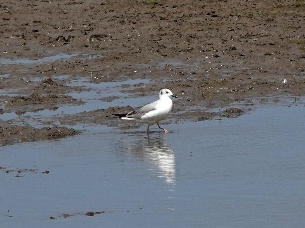 Bonaparte's Gull - Norman Uyeda