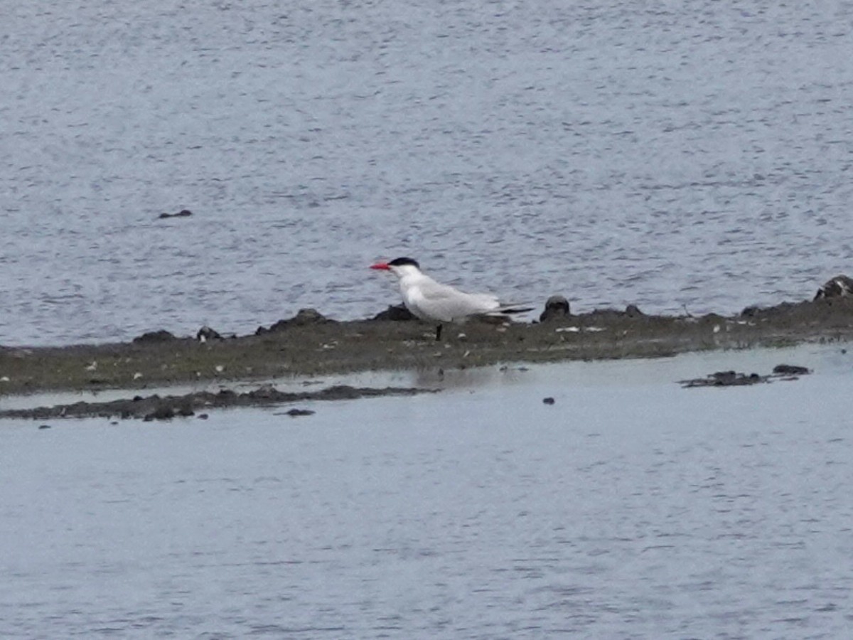 Caspian Tern - Norman Uyeda