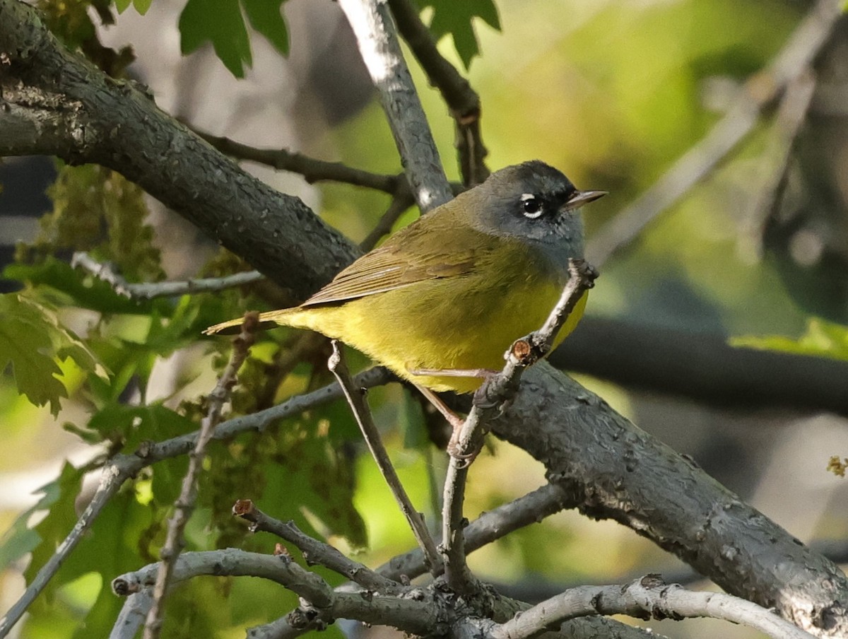 MacGillivray's Warbler - Chris Gilbert