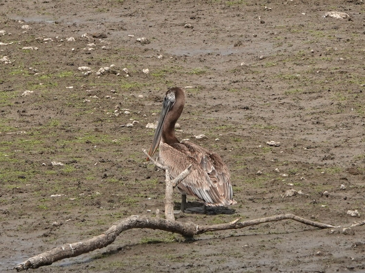 Brown Pelican - Norman Uyeda