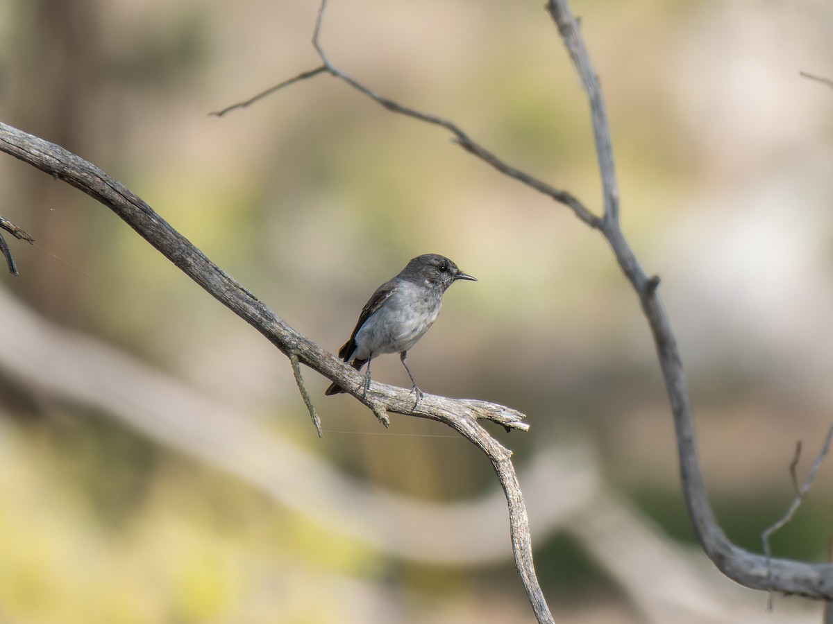 Hooded Robin - Ed Rice