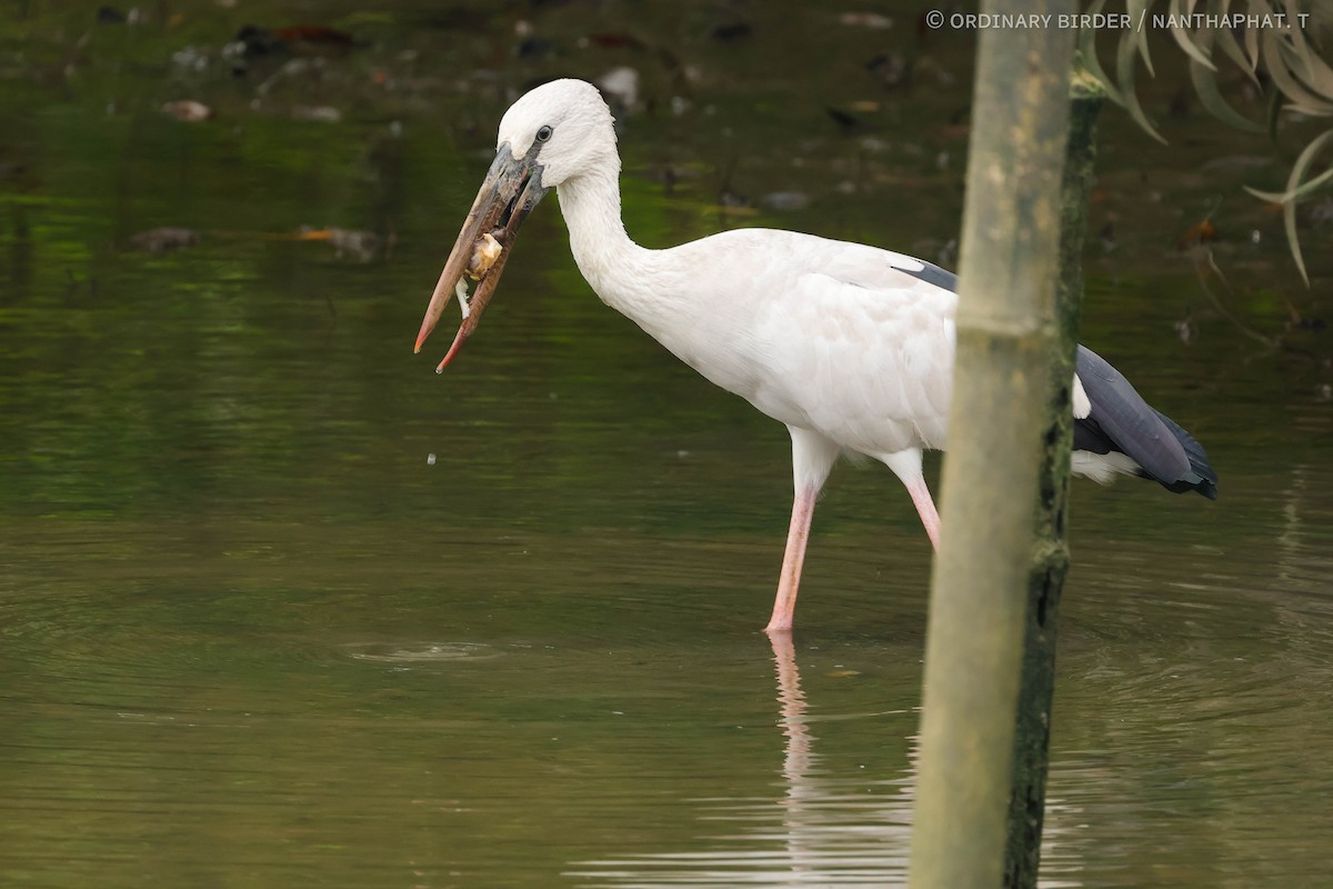 Asian Openbill - ordinary birder