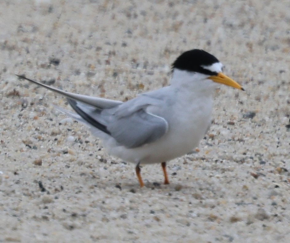 Least Tern - burton balkind