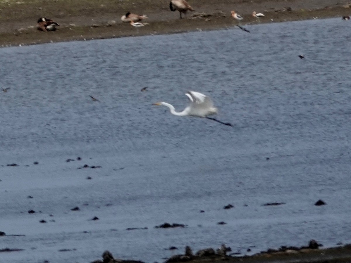 Great Egret - Norman Uyeda