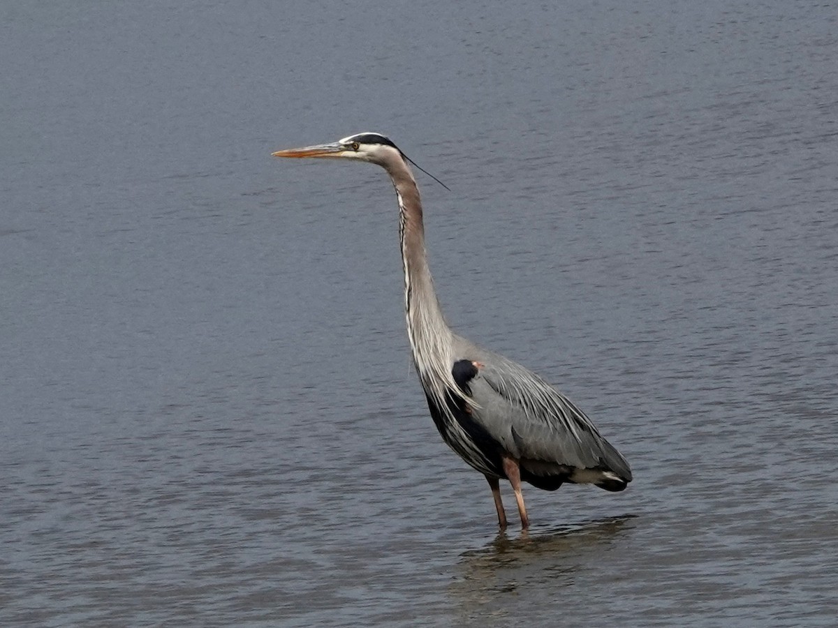 Great Blue Heron - Norman Uyeda