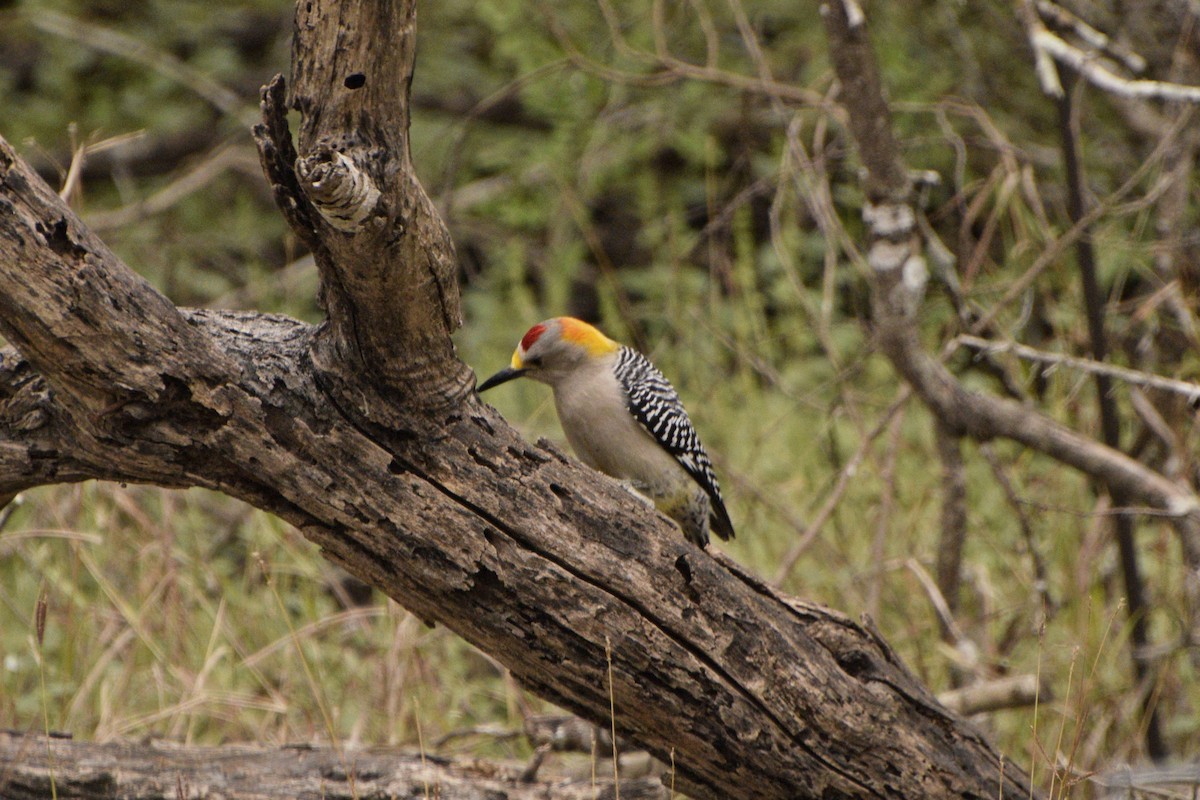 Golden-fronted Woodpecker - Ailes and Dodson