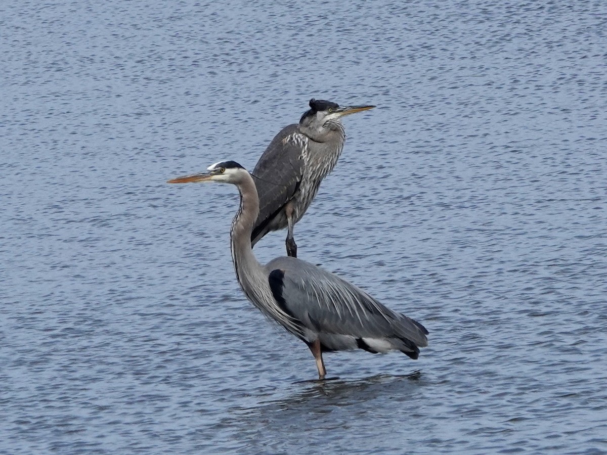 Great Blue Heron - Norman Uyeda