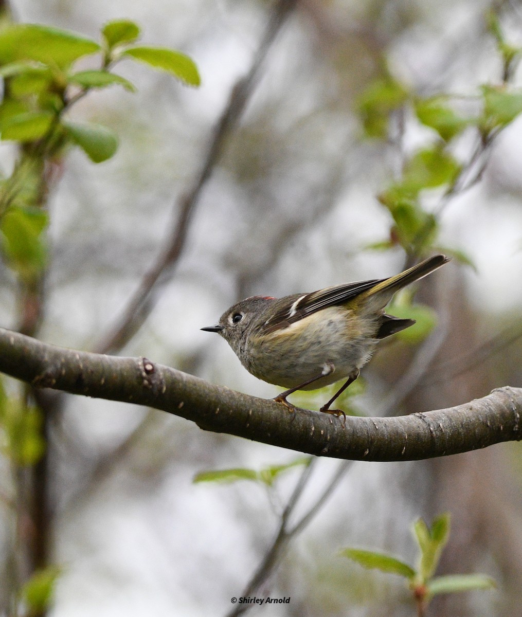Ruby-crowned Kinglet - Shirl Arnold