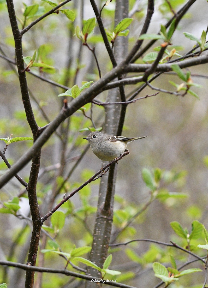 Ruby-crowned Kinglet - Shirl Arnold