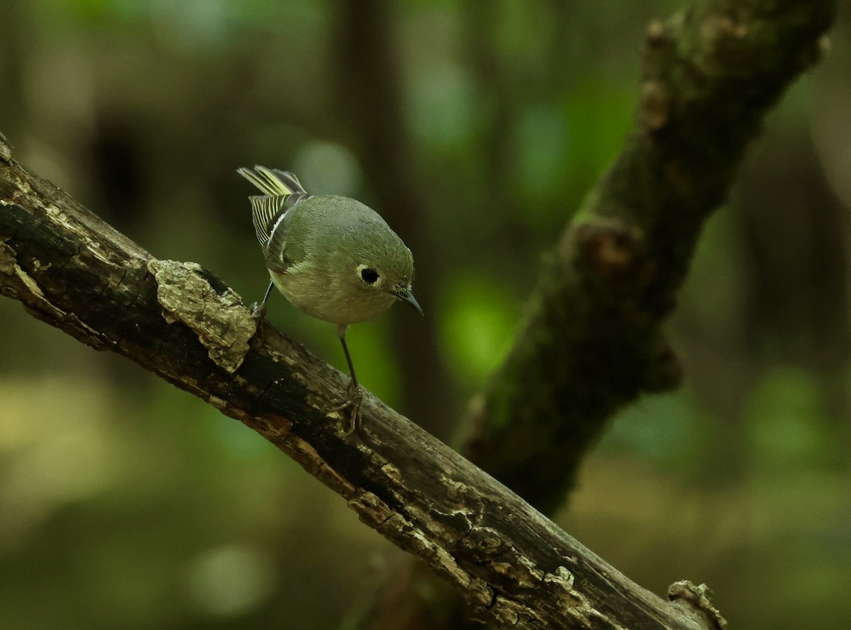 Ruby-crowned Kinglet - Grace Simms  🐦‍⬛